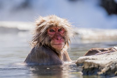 Affe im Wasser